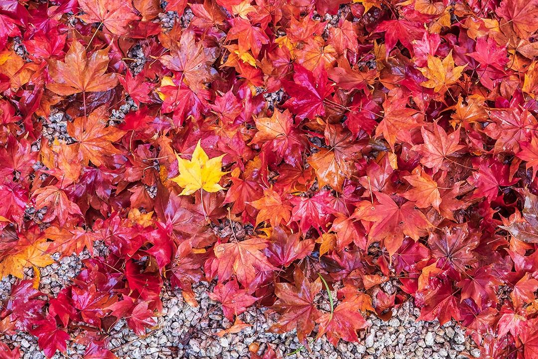 Folhagem de queda colorida no jardim, folhas de bordo col natural