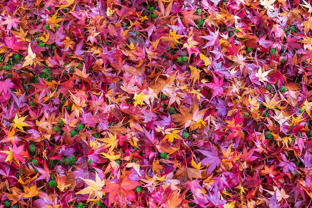 Folhagem de queda colorida no jardim, folhas de bordo col natural