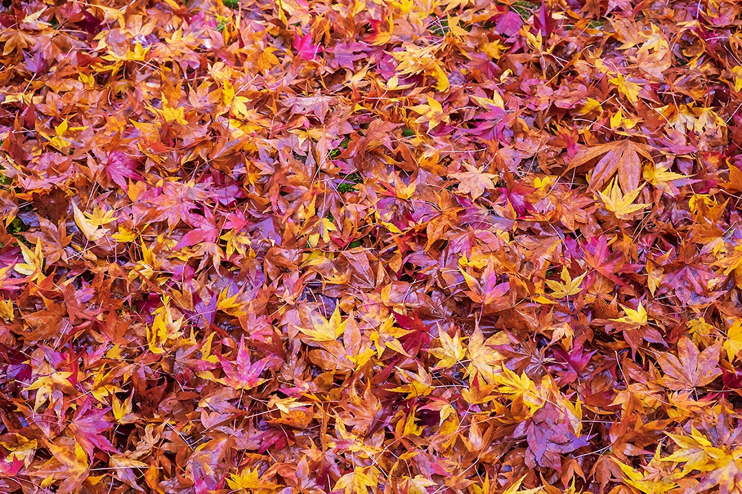 Folhagem de queda colorida no jardim, folhas de bordo col natural