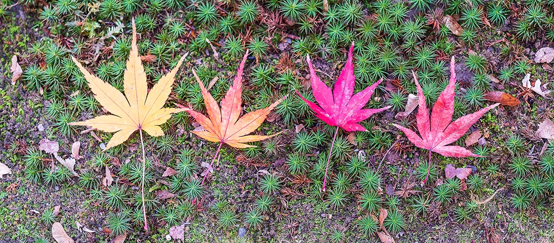 as folhas de bordo organizam-se no fundo verde, amarelo, laranja, vermelho