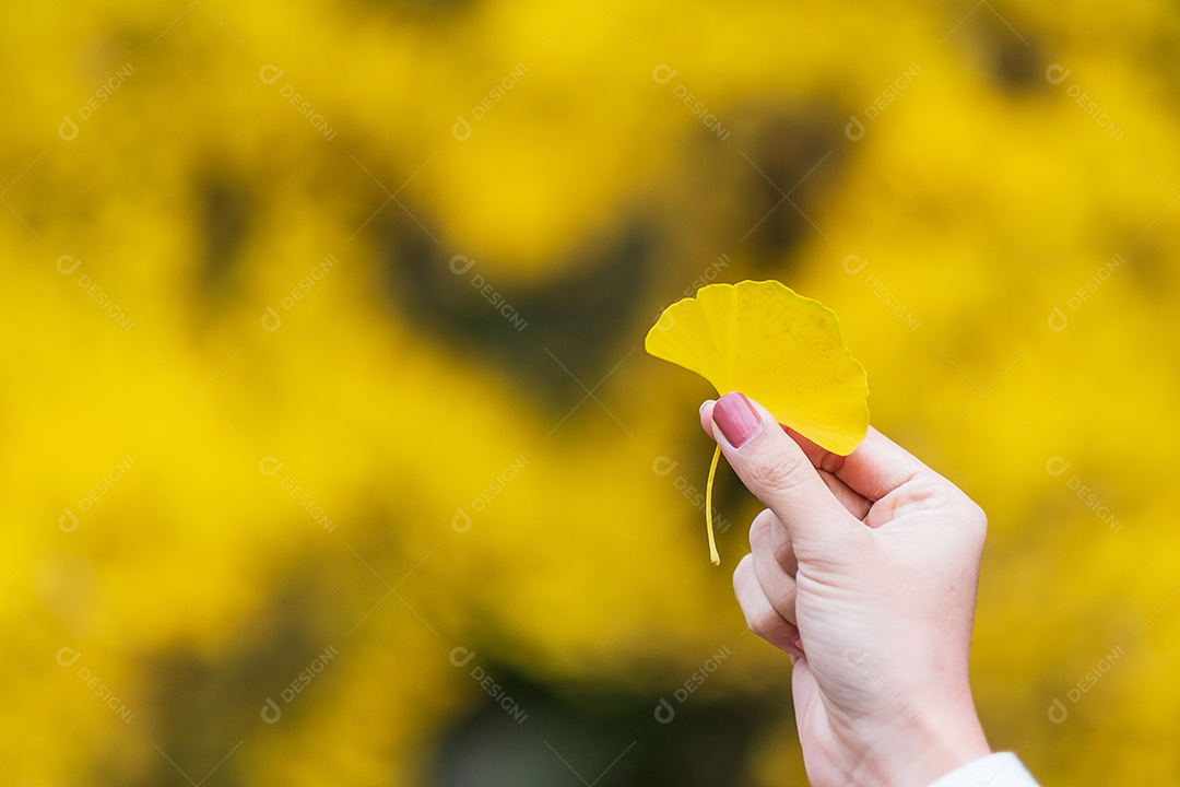 Mão de mulher segurando folha amarela de ginkgo biloba no jardim, queda