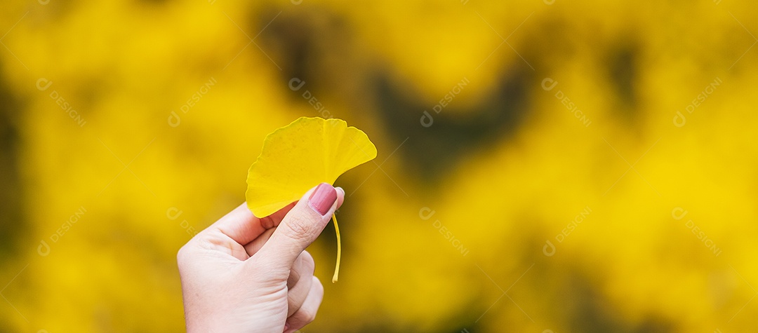 Mão de mulher segurando folha amarela de ginkgo biloba no jardim, queda