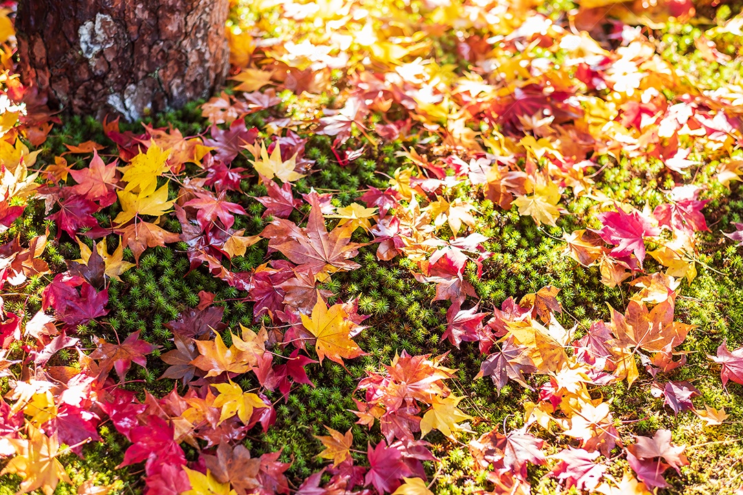 Colorful foliage falling in the garden, maple leaves natural color background banner for autumn season, seasonal change, different and transition concept