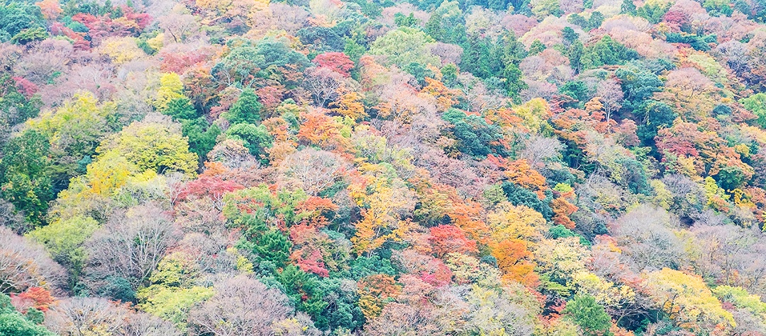 Fundo de montanhas de belas folhas coloridas, mares de outono de outono