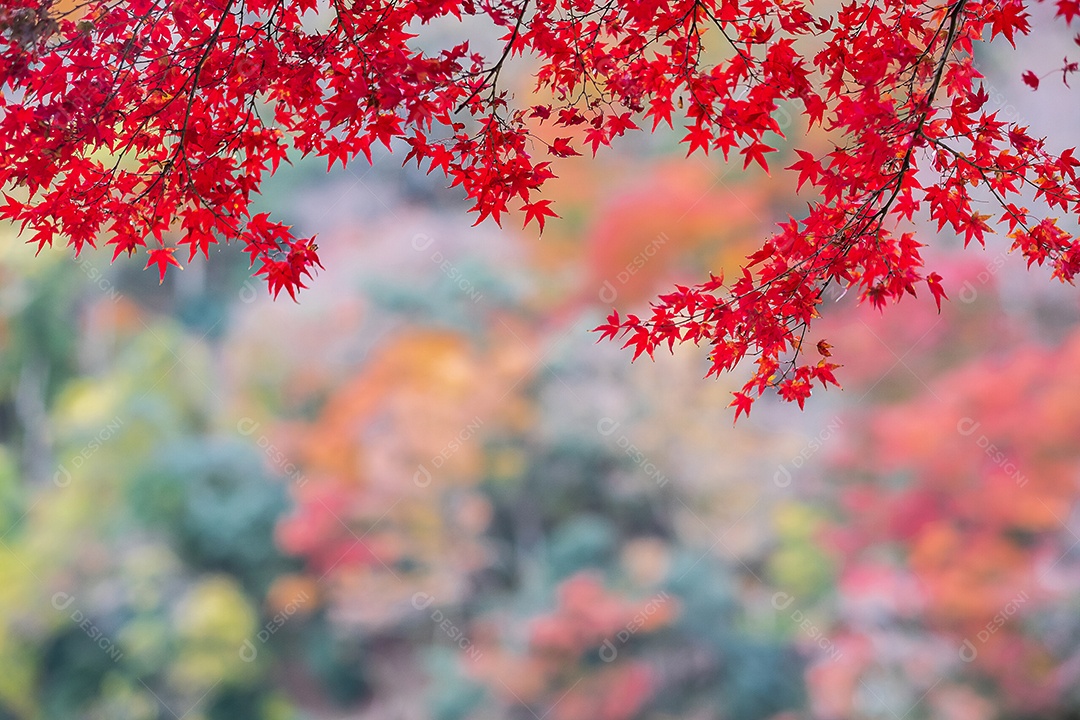 folhas de bordo vermelho no jardim natural