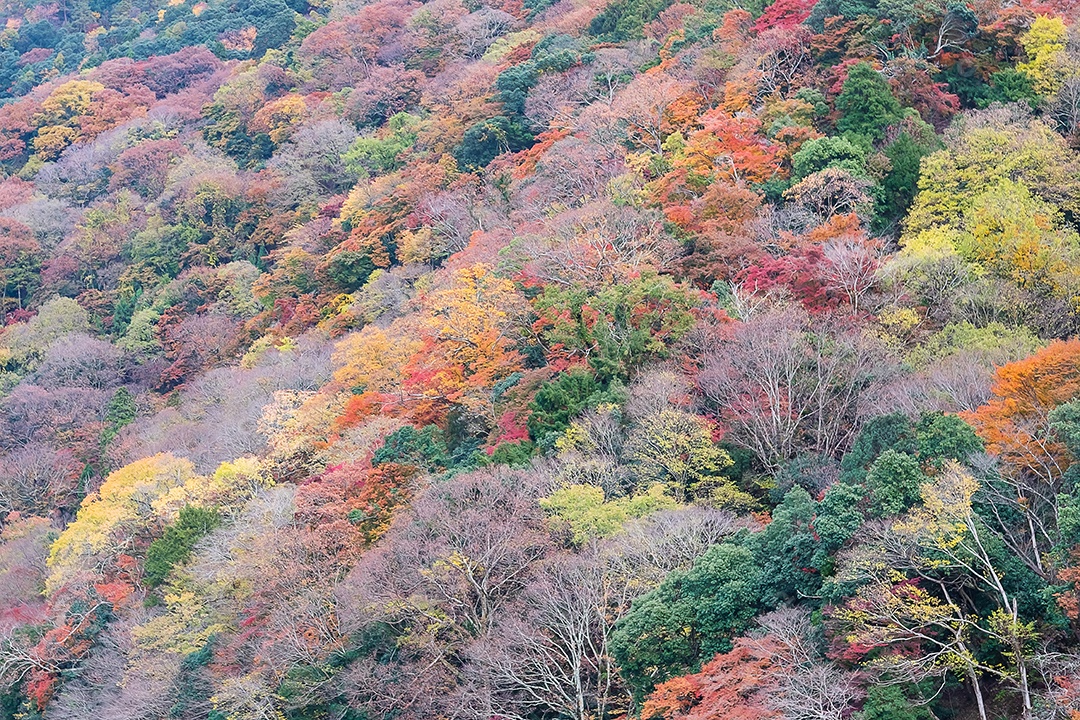 Fundo de montanhas de belas folhas coloridas, mares de outono de outono