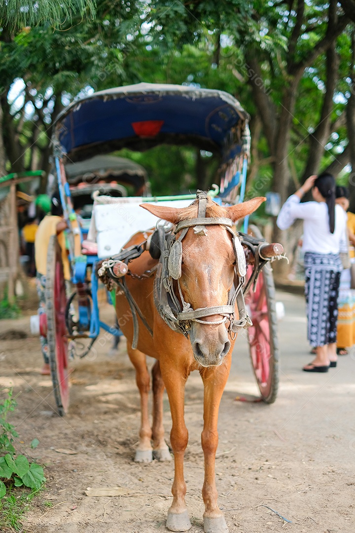 Carruagem de cavalos para turistas que viajam em Ava (Inwa) perto de Mandalay em Mianmar (Birmânia). Marco e popular para atrações turísticas. Conceitos de viagem do Sudeste Asiático