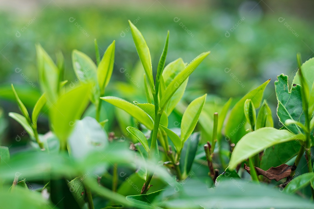 folhas de chá em uma colina de jardim de chá pela manhã. Agricultura e fundo natural