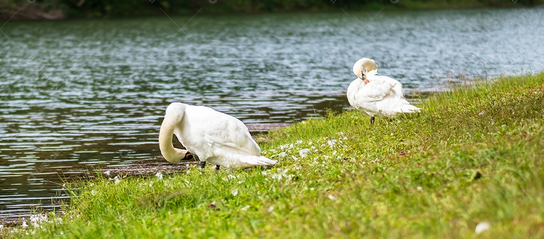 cisnes brancos perto do rio e da floresta, cênico do lago Pang Oung, Mae Hong Son, Tailândia. conceito de viagens e férias
