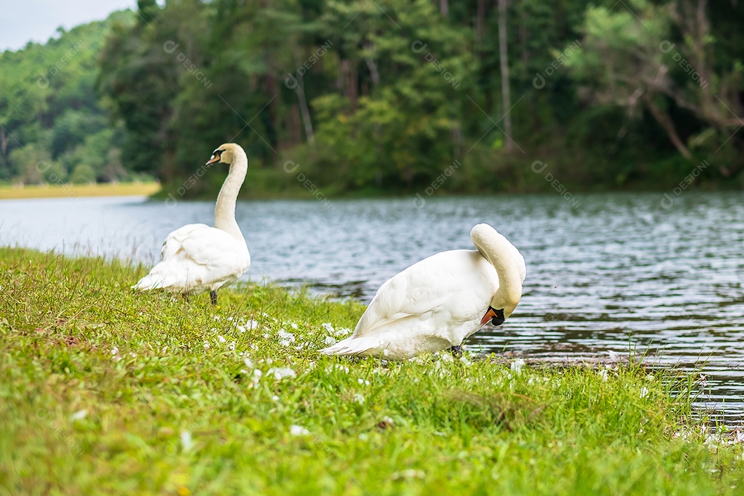 cisnes brancos perto do rio e da floresta, cênico do lago Pang Oung, Mae Hong Son, Tailândia. conceito de viagens e férias