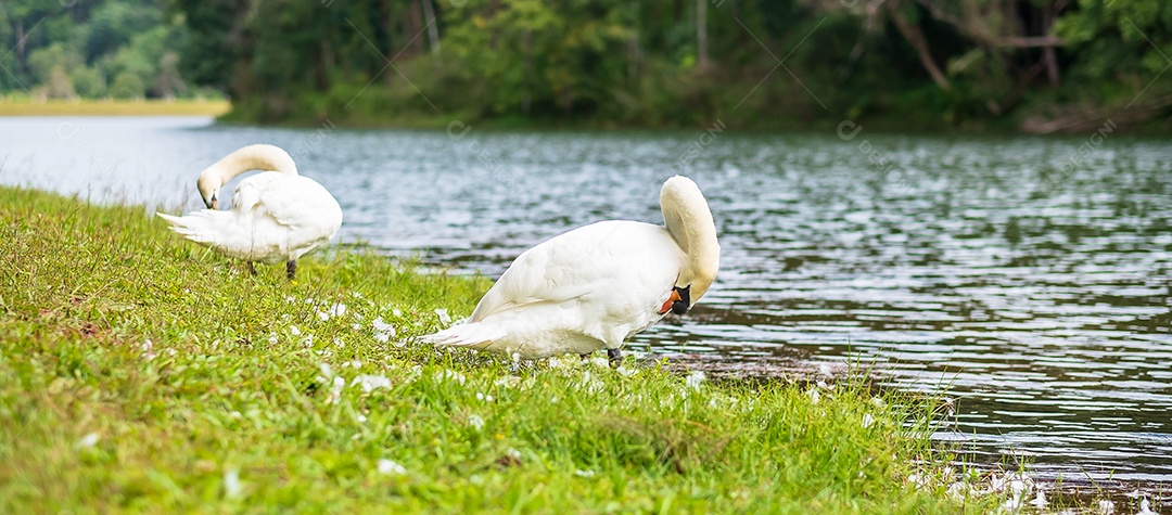 cisnes brancos perto do rio e da floresta, cênico do lago Pang Oung, Mae Hong Son, Tailândia. conceito de viagens e férias