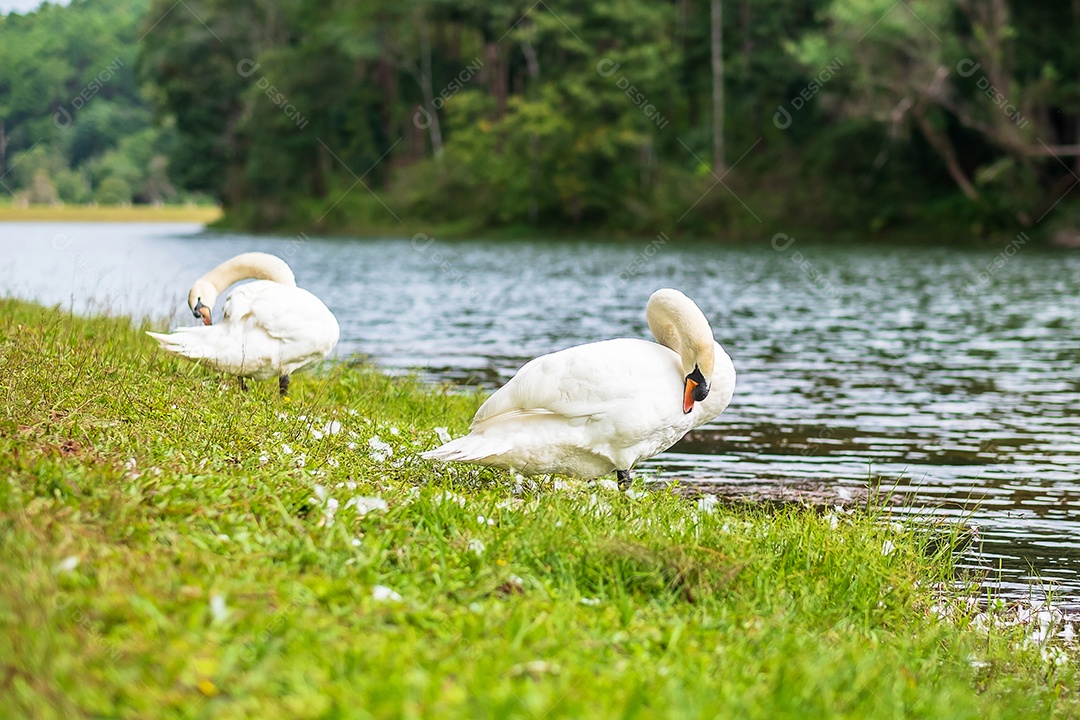 cisnes brancos perto do rio e da floresta, cênico do lago Pang Oung, Mae Hong Son, Tailândia. conceito de viagens e férias