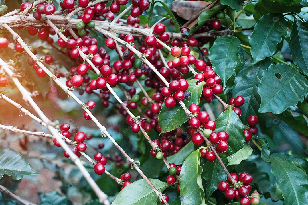 Fruto de cereja de café em sua árvore pela manhã, feijão de café arábica orgânico amadurecendo em fazenda e plantação. Conceito de indústria agrícola, viagens e agroturismo