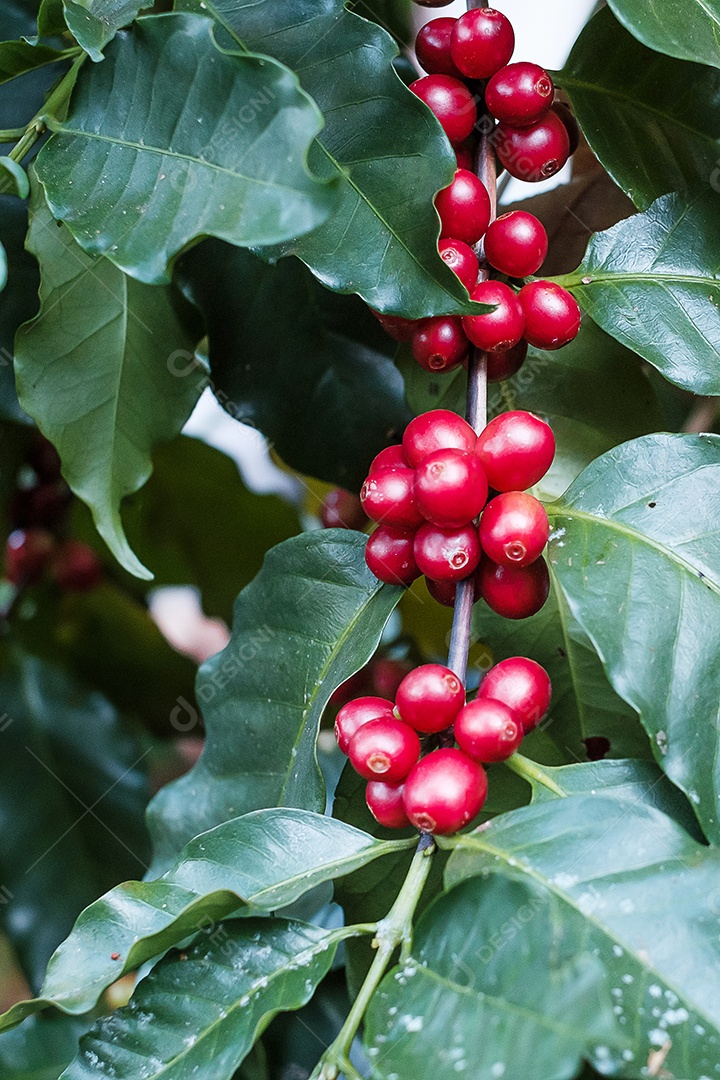 Fruto de cereja de café em sua árvore pela manhã, feijão de café arábica orgânico amadurecendo em fazenda e plantação. Conceito de indústria agrícola, viagens e agroturismo