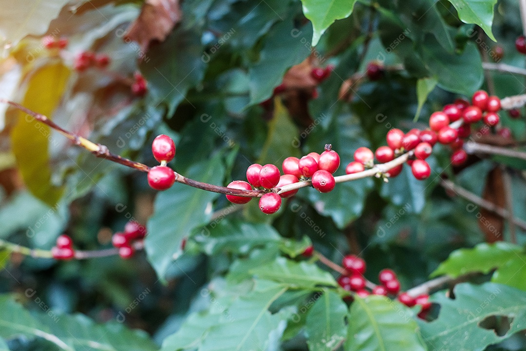 Fruto de cereja de café em sua árvore pela manhã, feijão de café arábica orgânico amadurecendo em fazenda e plantação. Conceito de indústria agrícola, viagens e agroturismo