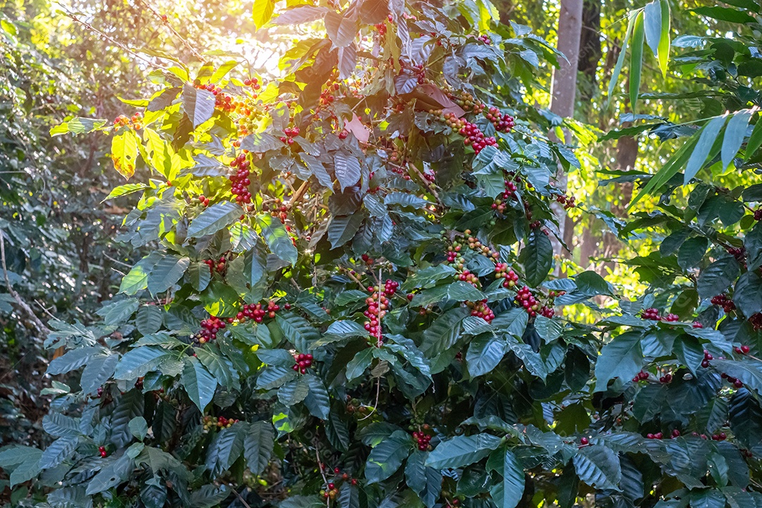 Fruto de cereja de café em sua árvore pela manhã, feijão de café arábica orgânico amadurecendo em fazenda e plantação. Conceito de indústria agrícola, viagens e agroturismo