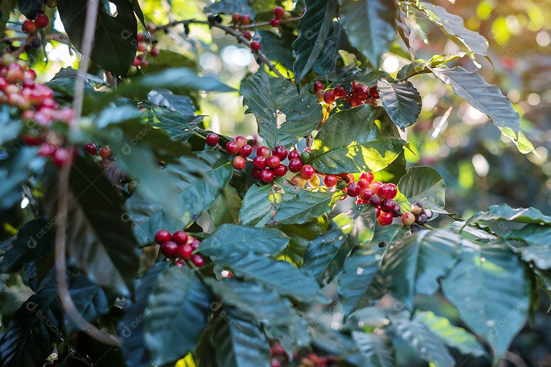 Fruto de cereja de café em sua árvore pela manhã, feijão de café arábica orgânico amadurecendo em fazenda e plantação. Conceito de indústria agrícola, viagens e agroturismo