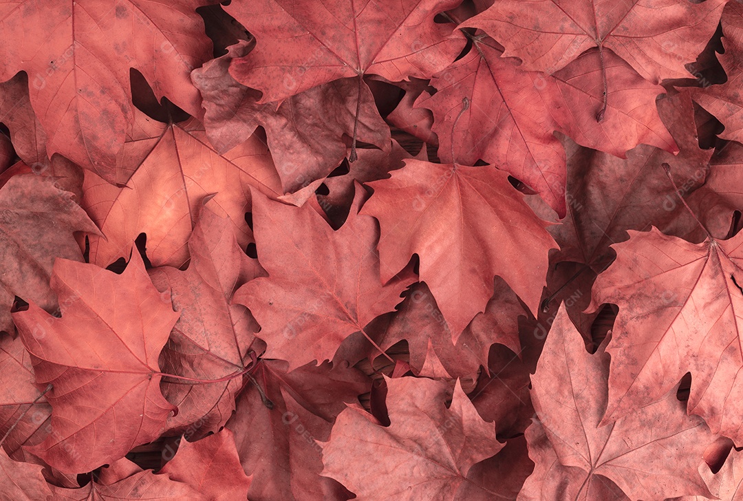 Vista superior de folhas de plátano secas vermelhas.