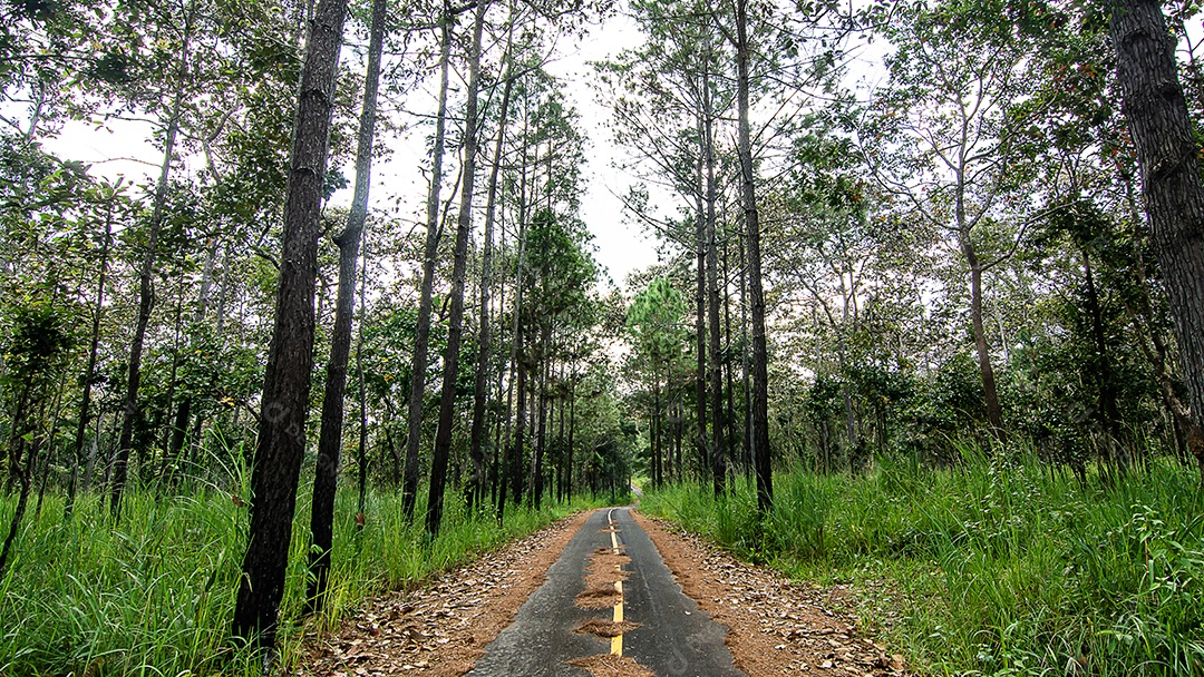 Estrada corta floresta de sequoias na Tailândia