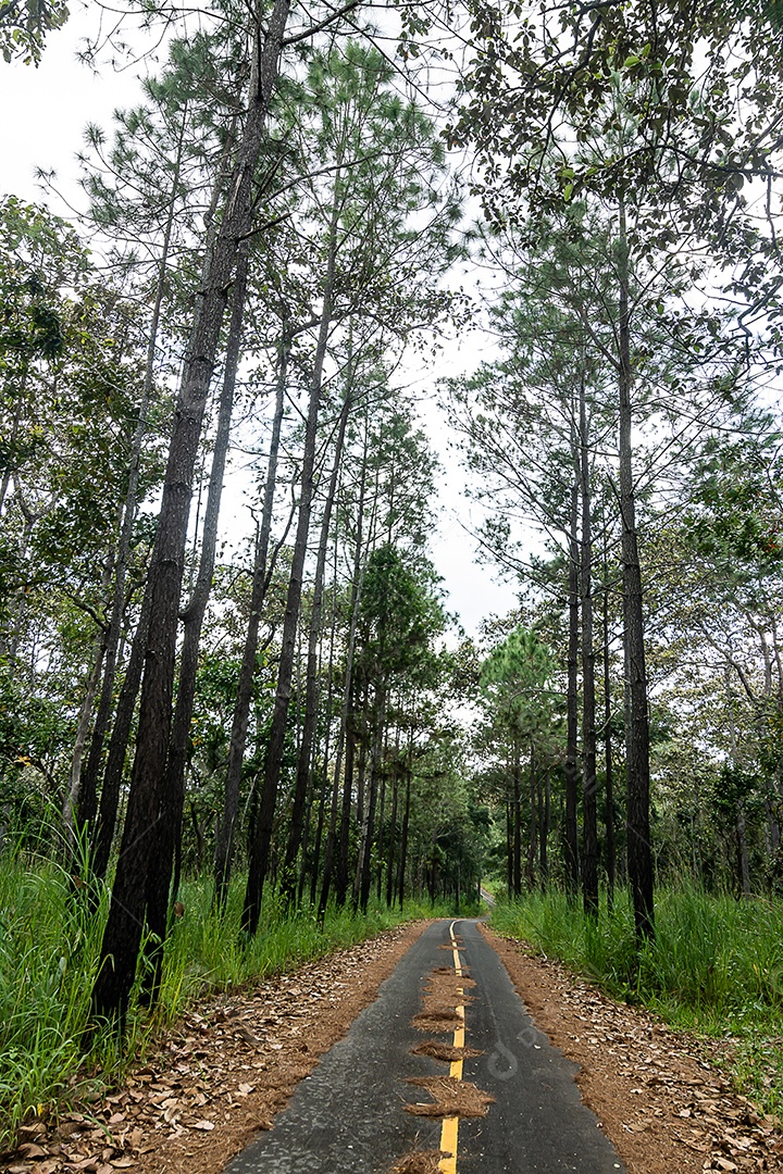 Estrada corta floresta de sequoias na Tailândia