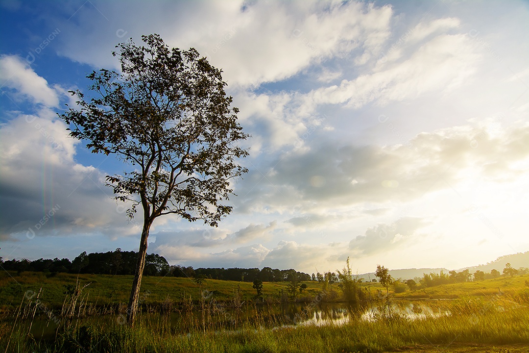 Paisagem de pastagens e árvores na província de Phetchabun Tailândia do Parque Nacional Thung Salaeng Luang.