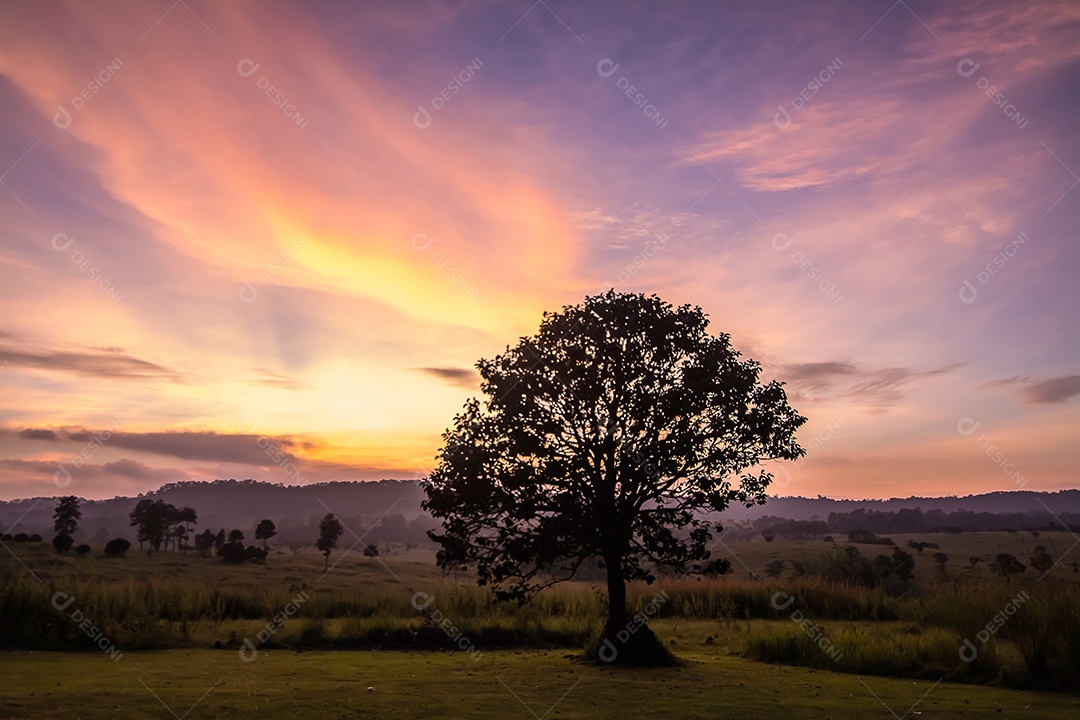 Árvore sozinha no Prado ao pôr do sol
