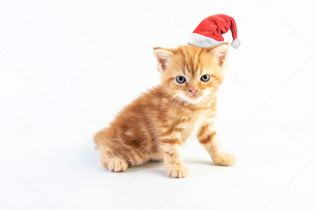 Gato malhado gatinho bonito com chapéu de natal em fundo branco
