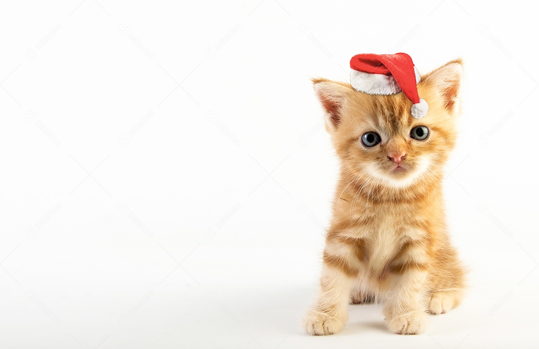 Gato malhado gatinho bonito com chapéu de natal em fundo branco