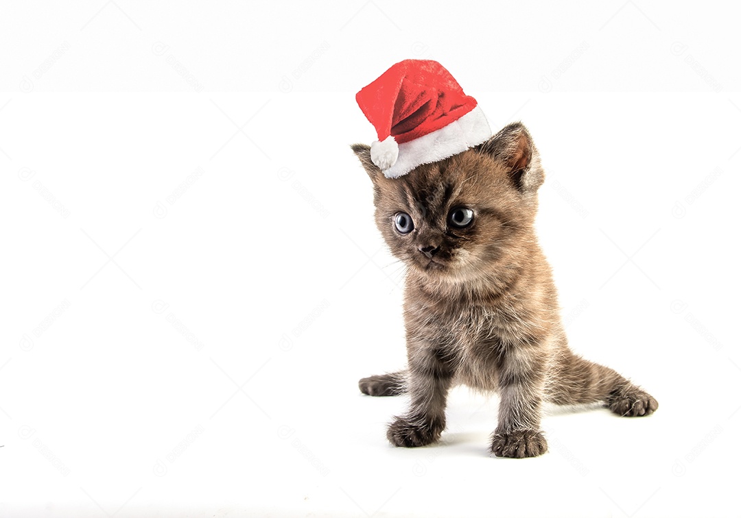 Gato malhado gatinho bonito com chapéu de natal em fundo branco