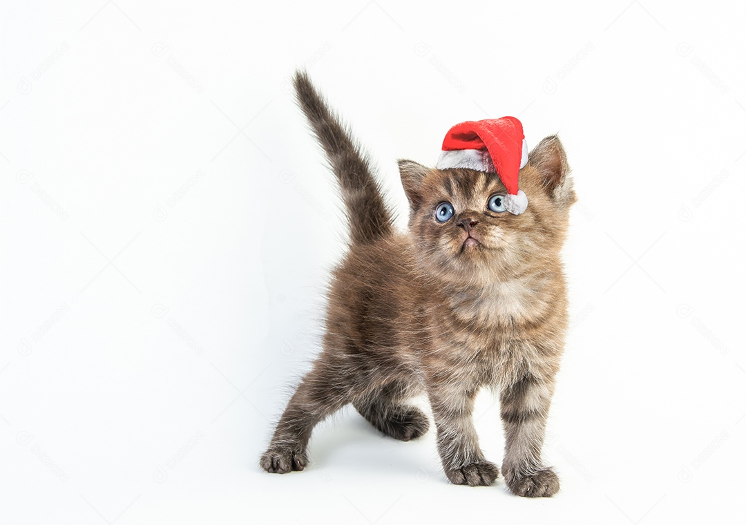 Gato malhado gatinho bonito com chapéu de natal em fundo branco