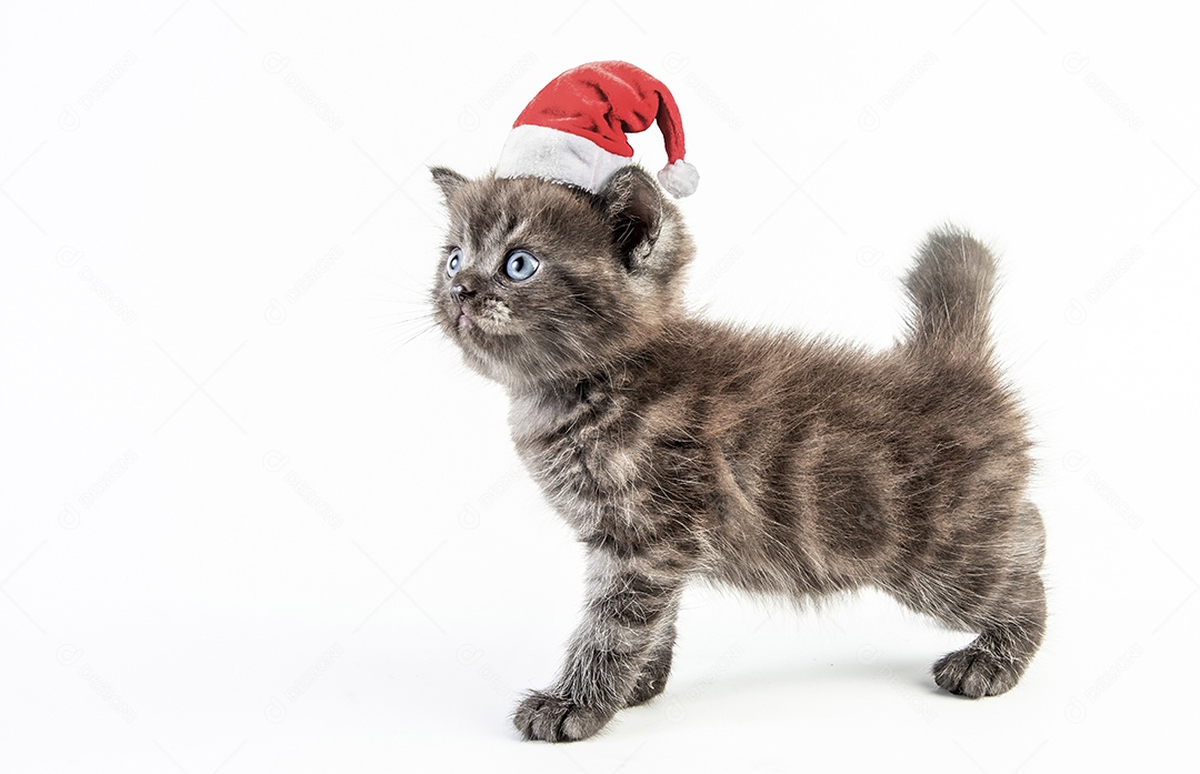 Gato malhado gatinho bonito com chapéu de natal em fundo branco