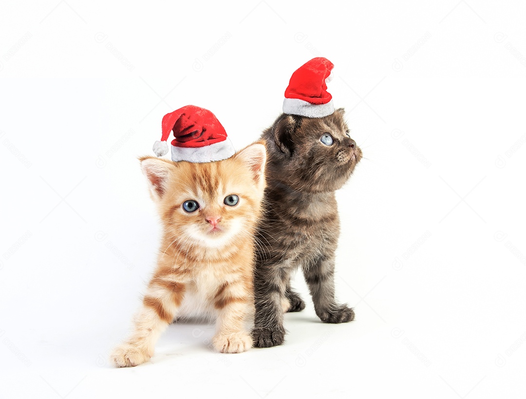 Gato malhado gatinho bonito com chapéu de natal em fundo branco