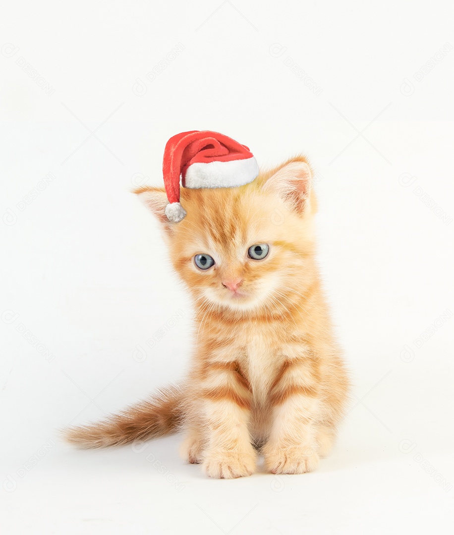 Gato malhado gatinho bonito com chapéu de natal em fundo branco