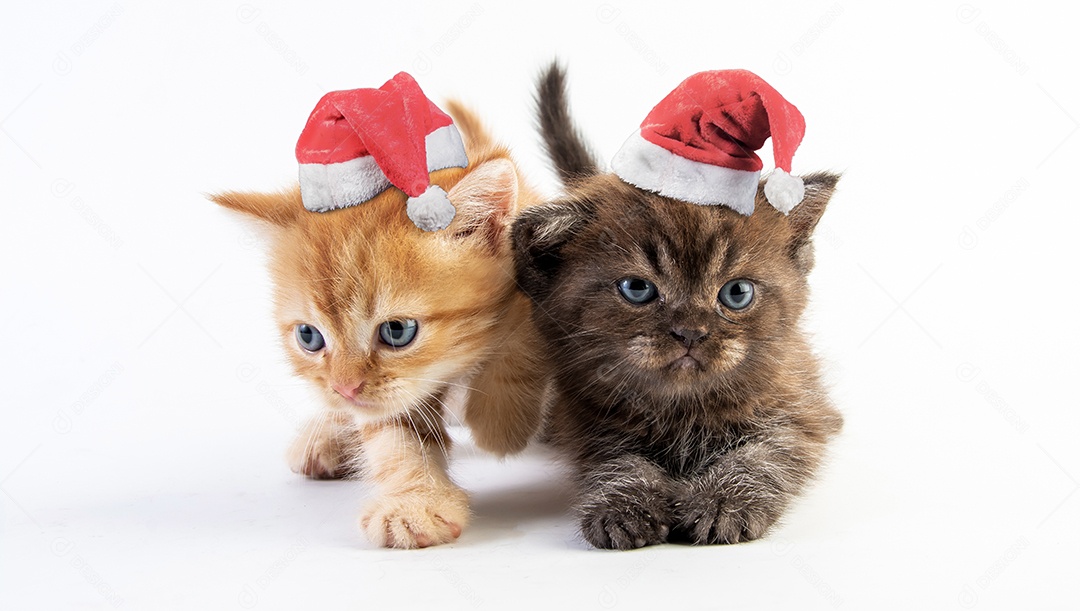 Gato malhado gatinho bonito com chapéu de natal em fundo branco