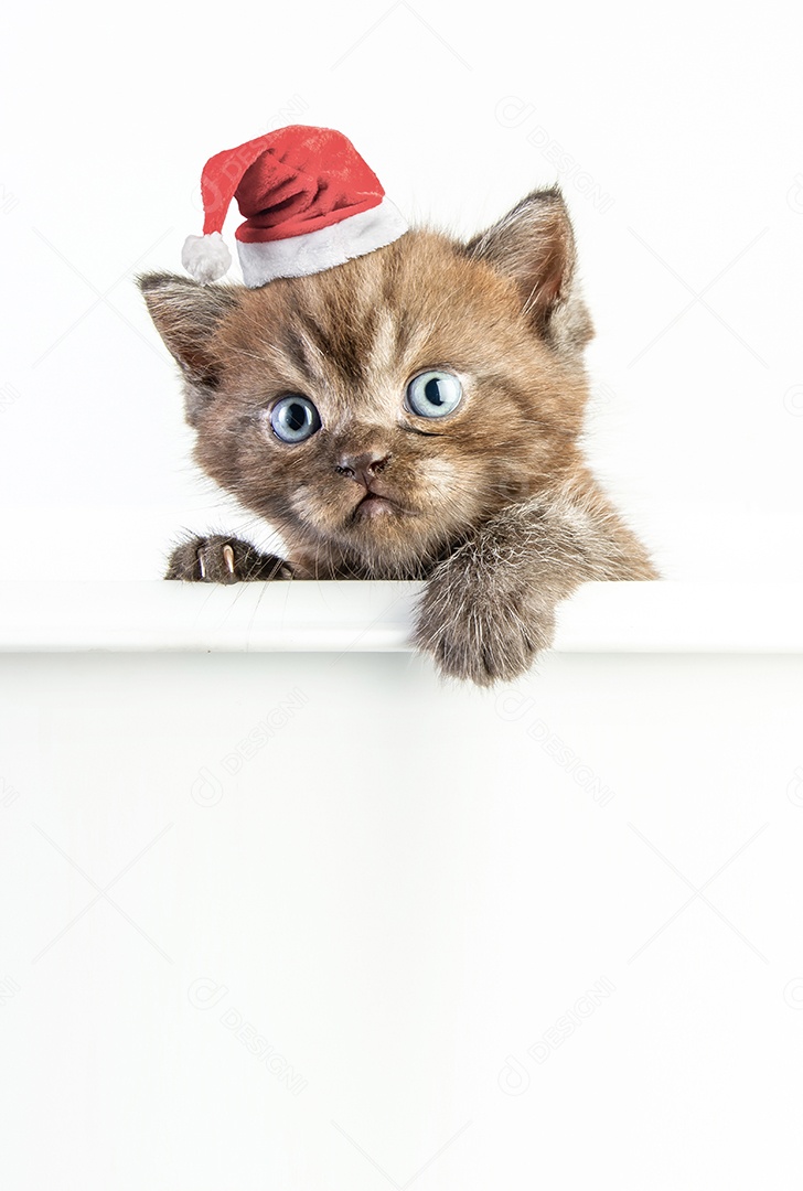 Gato malhado gatinho bonito com chapéu de natal em fundo branco