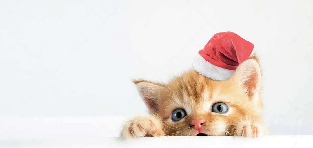 Gato malhado gatinho bonito com chapéu de natal em fundo branco