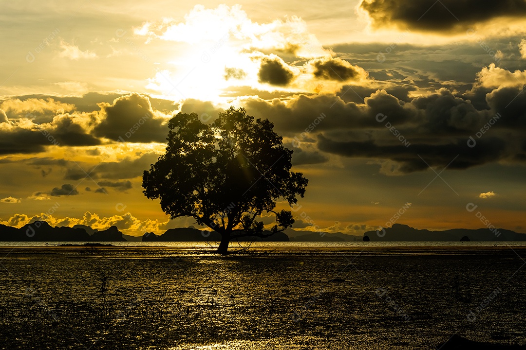 Silhueta de uma árvore à noite