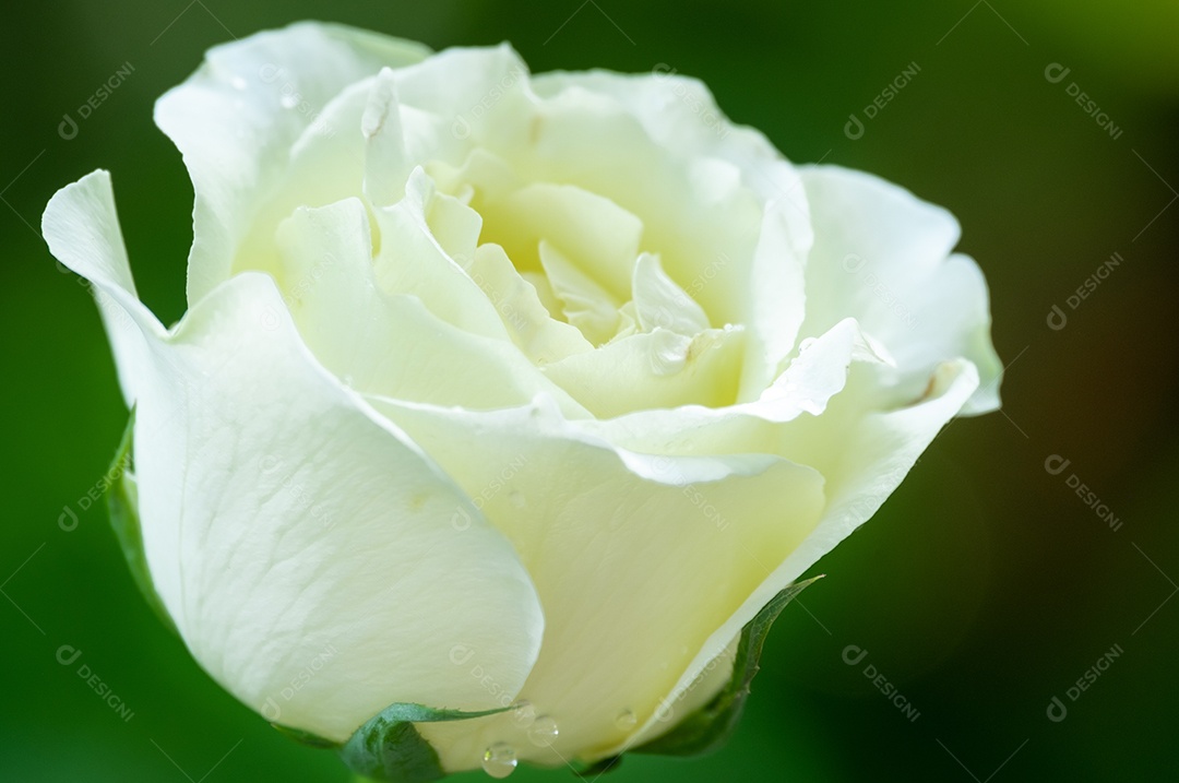 white rose on green nature blur background