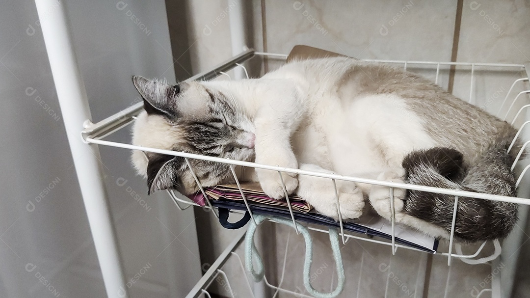 Gato domestico deitado dormindo animal