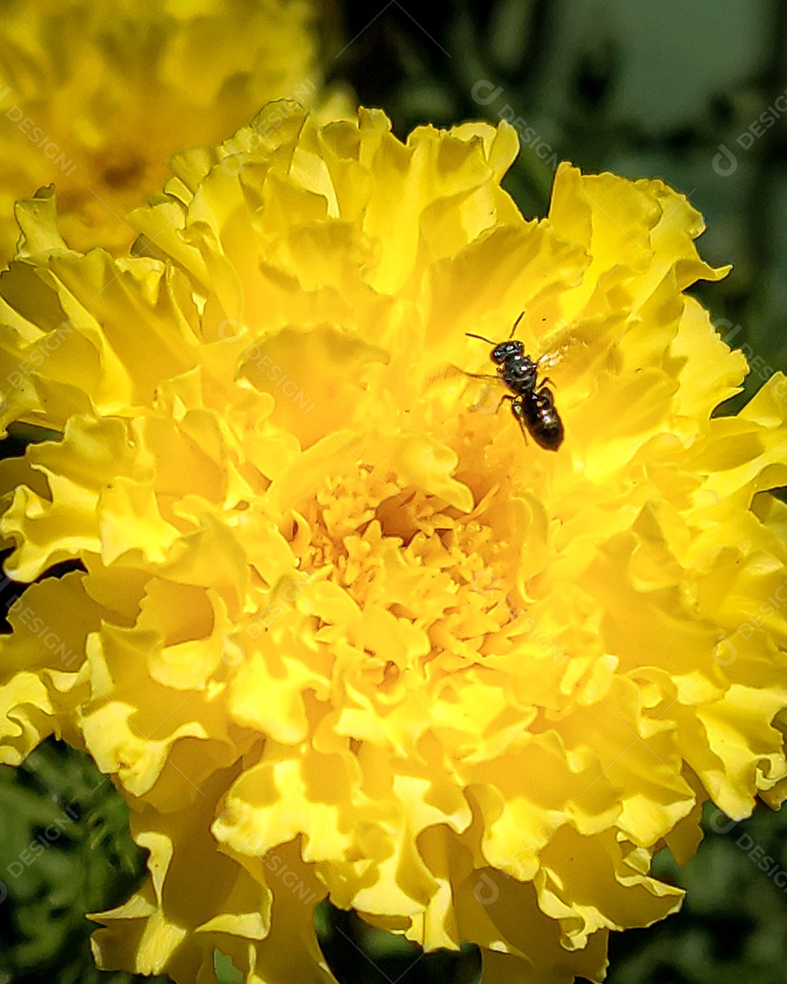 Inseto sobre uma flor amarela