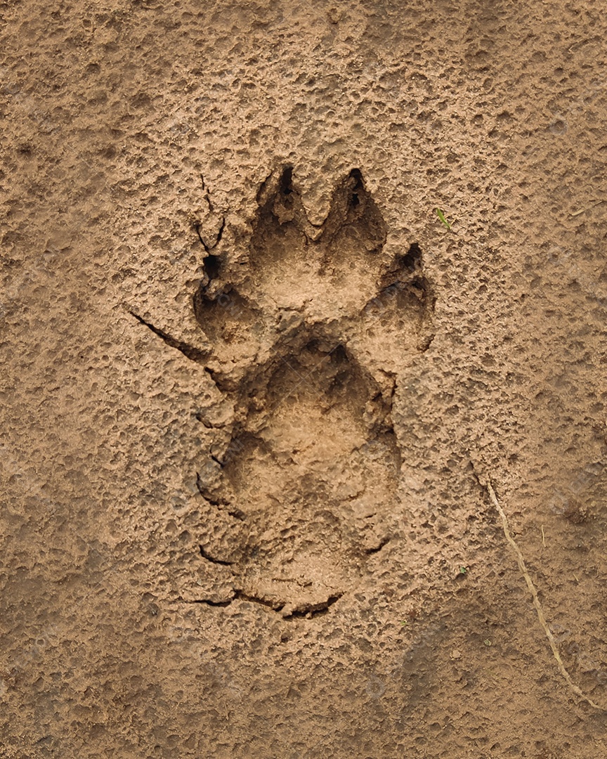 Pegadas de animal sobre uma lama