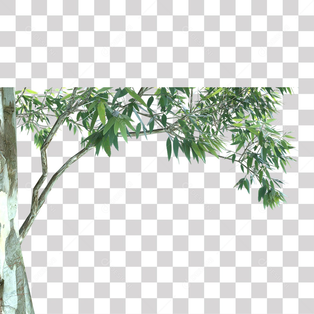 Árvore de Folha Verde Planta PNG Transparente