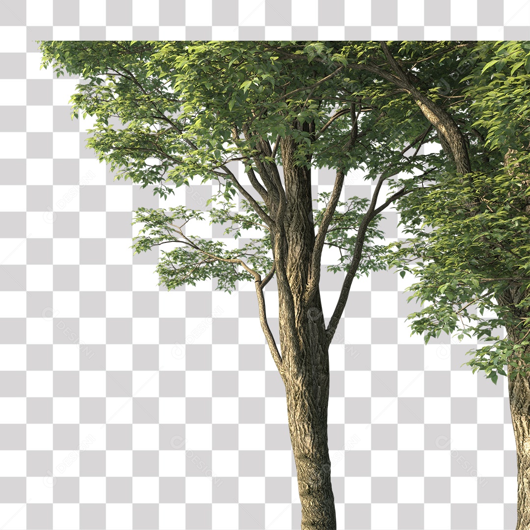 Árvore de Folha Verde Planta PNG Transparente