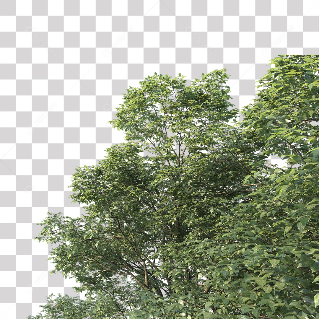 Árvore de Folha Verde Planta PNG Transparente