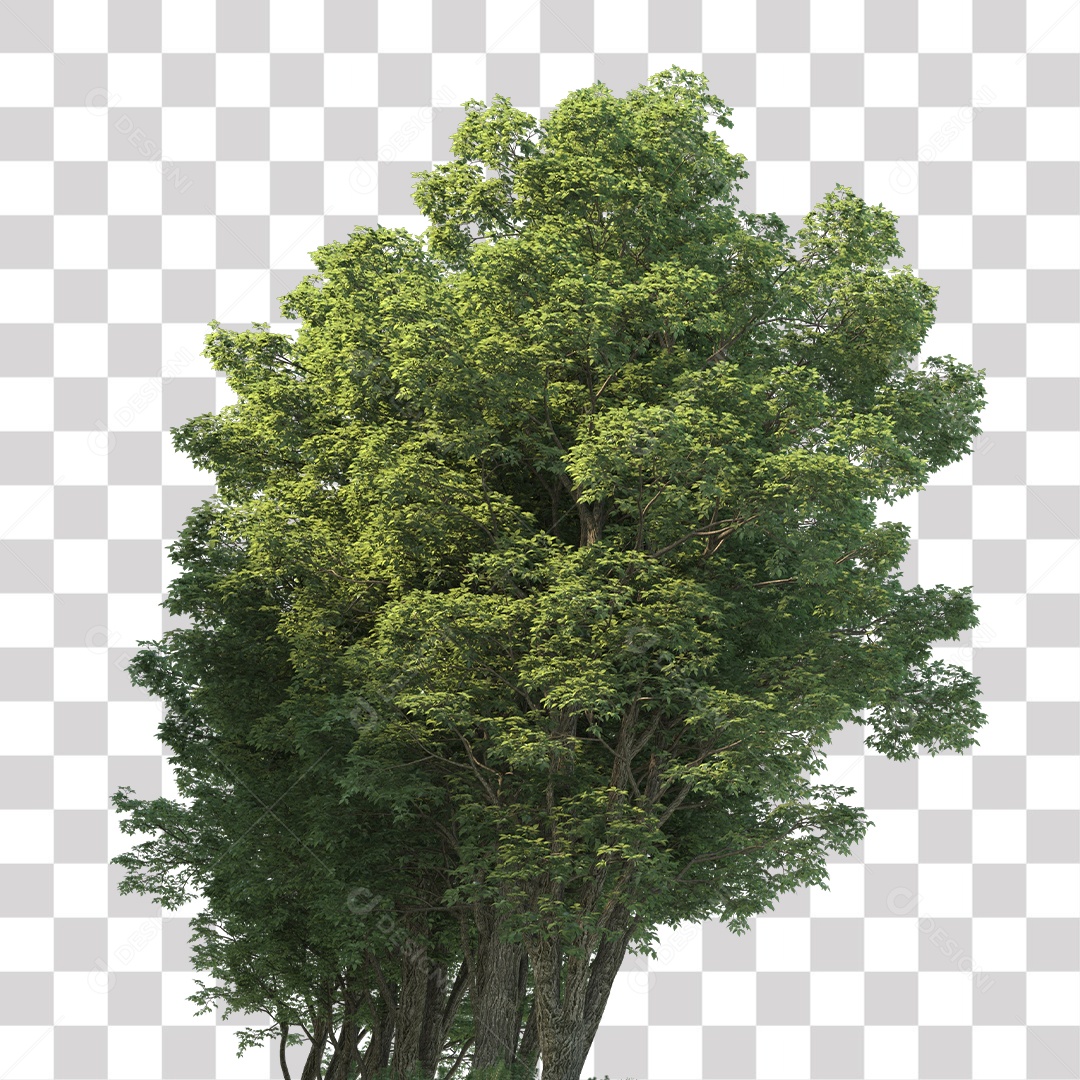 Árvores verdes PNG Transparente