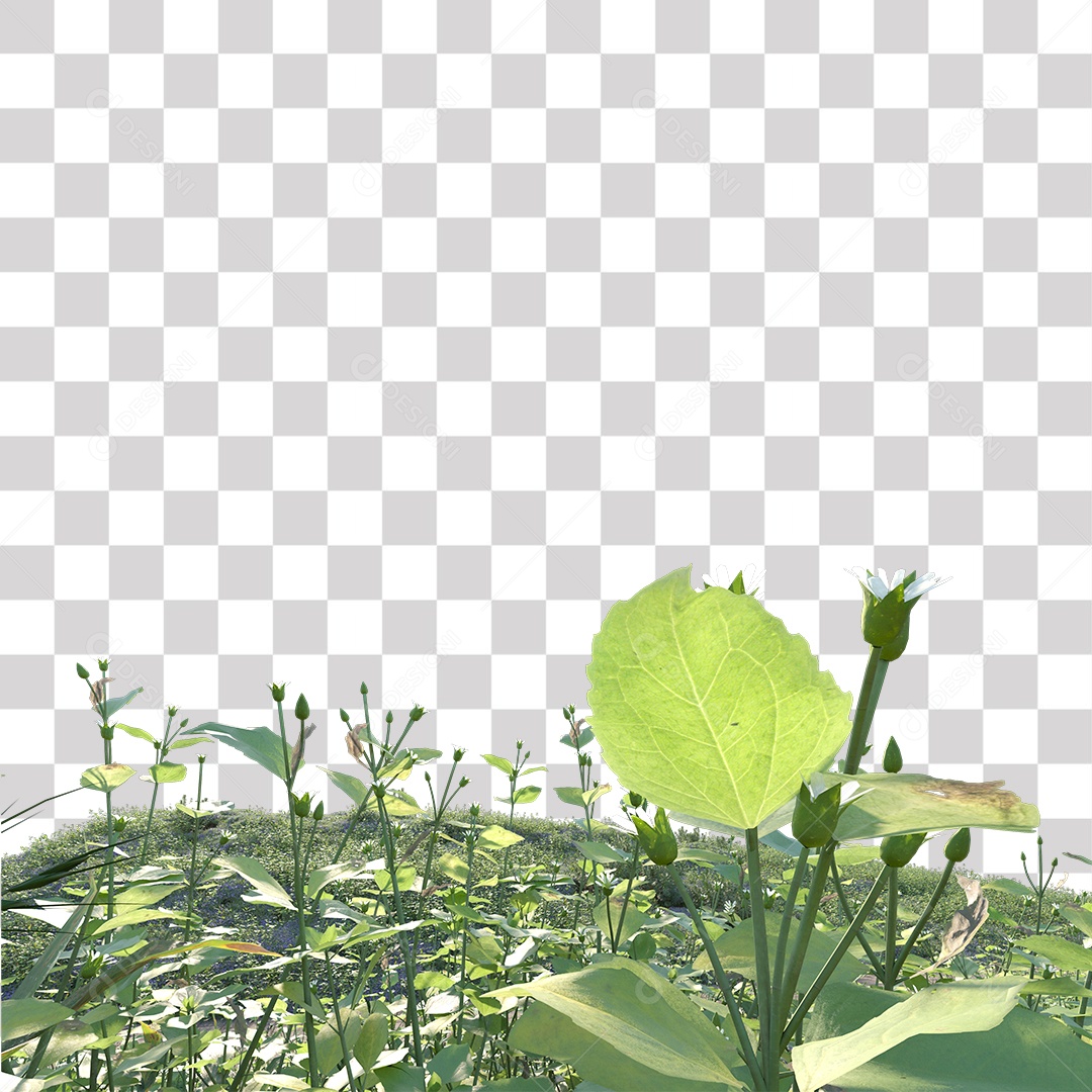 Planta com folhas verdes pedra PNG Transparente