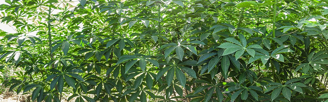 Plantio de mandioca sobre um dia ensolarado