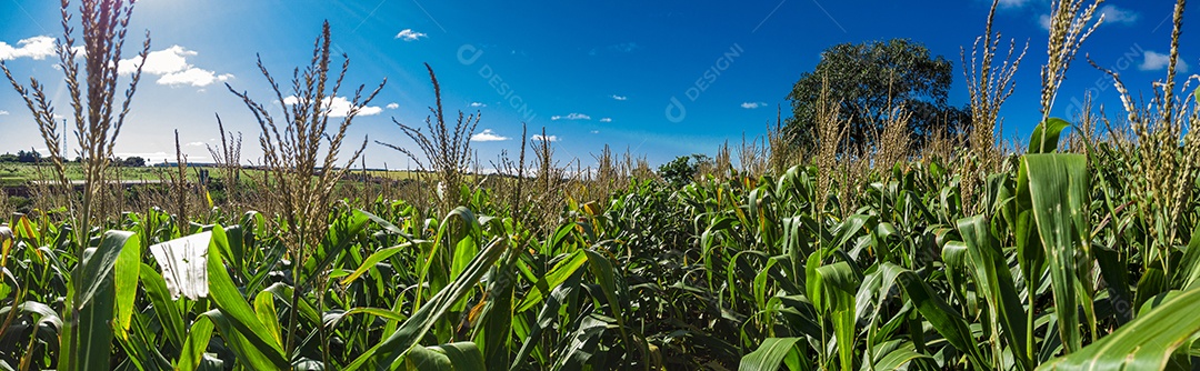 Plantação de milho plantio sobre um dia ensolarado