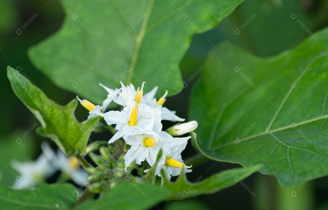 white eggplant flower growing in nature background