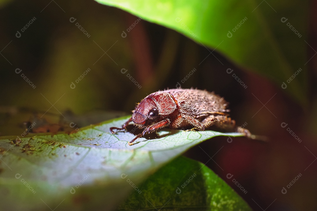 Besouro rosa na licença verde na natureza